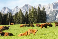 ©Fürsterhof