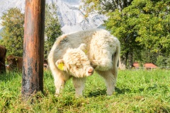 ©Fürsterhof