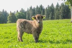 ©Fürsterhof